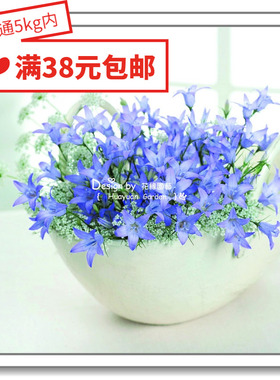 花缘咸菜 进口观赏花种子*日本SAKATA*风铃草*虞姬*天蓝色5粒丸化