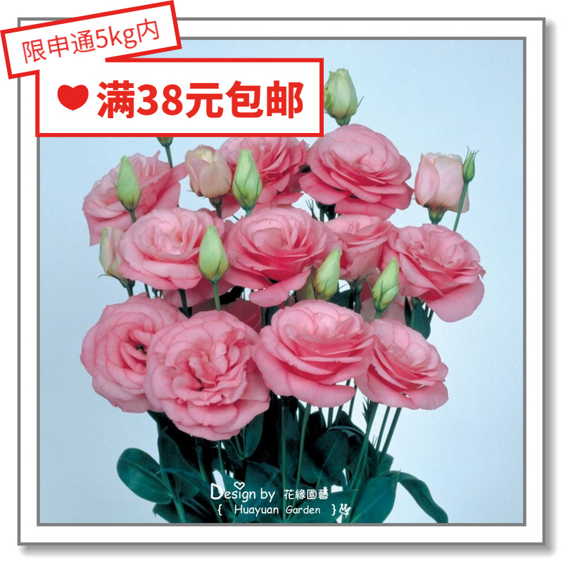进口日本洋桔梗10粒花缘咸菜