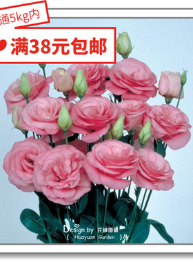 花缘咸菜 进口观赏花种子*日本SAKATA*切花洋桔梗*玛莉10粒丸化