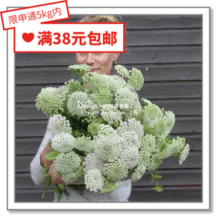 花缘咸菜 进口观赏花种子*阿米芹*绿雾10粒