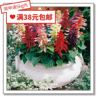 花缘咸菜 进口观赏花种子*日本TAKII*一串红*菲斯/桑格利亚系列10
