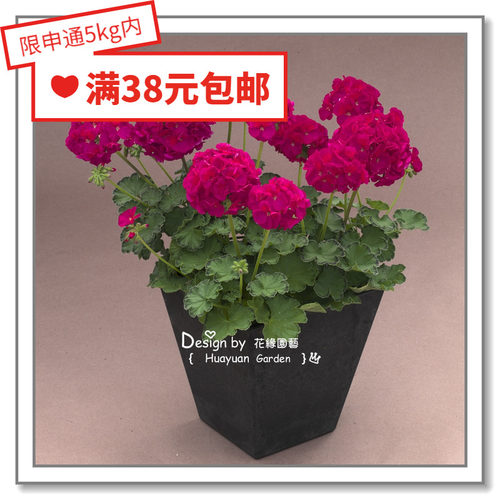 进口日本takii天竺葵5粒花缘咸菜