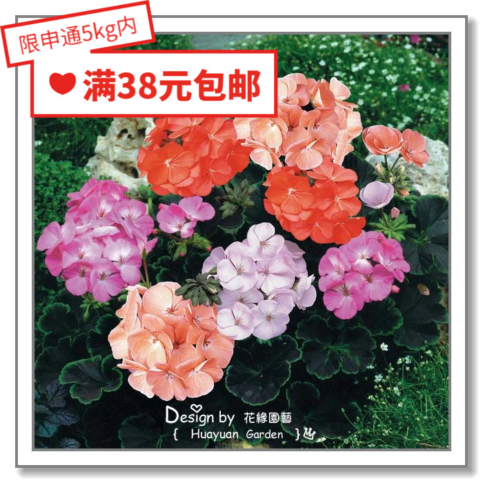 进口日本天鹅绒5粒花缘咸菜