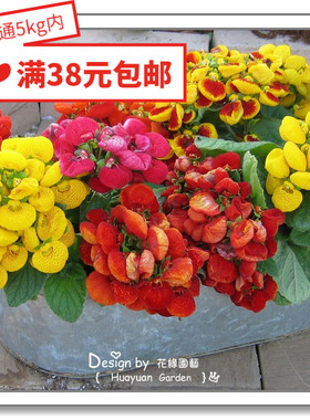 花缘咸菜 进口观赏花种子*日本SAKATA*蒲包花*优雅*混色5粒 丸化