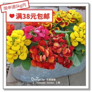 花缘咸菜 进口观赏花种子*日本SAKATA*蒲包花*优雅*混色5粒 丸化