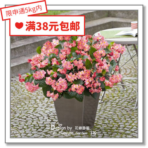 德国四季海棠系列5粒花缘咸菜