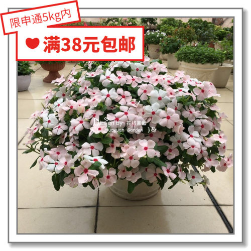 花缘咸菜 观赏花卉种子*荷兰SG*垂吊长春花*卡拉瀑布5粒 耐热耐雨 - 封面