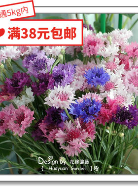 英国矢车菊奇异浪漫黑球花缘咸菜