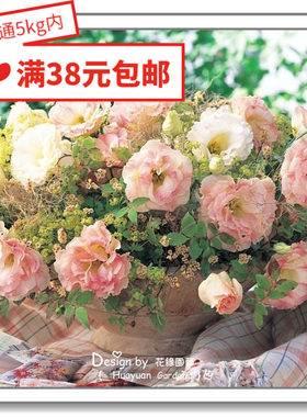 日本洋桔梗阿琳娜10粒花缘咸菜