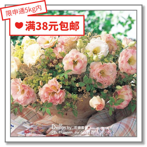 日本洋桔梗阿琳娜10粒花缘咸菜