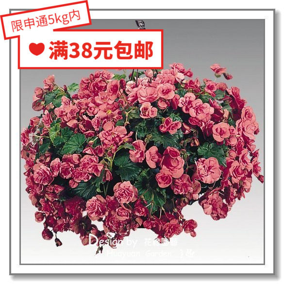 花缘咸菜进口花种子德国系列丸化图片
