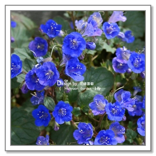 花缘咸菜 进口观赏花种子*加州蓝玲花/沙漠蓝钟花10粒