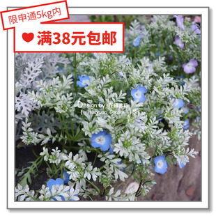 花缘咸菜 进口观赏花种子*银叶喜林草*5粒