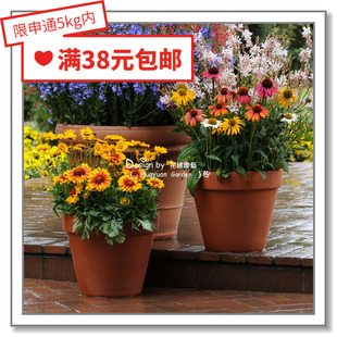 花缘咸菜 进口观赏花种子*泛美*天人菊*梅萨5粒