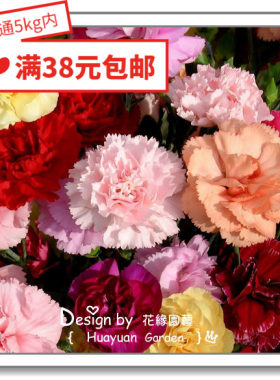 进口日本康乃馨娇小粒粒花缘咸菜