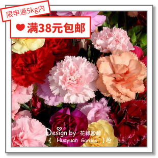 花缘咸菜 进口观赏花种子*日本SAKATA*盆栽康乃馨*娇小粒粒钵5粒