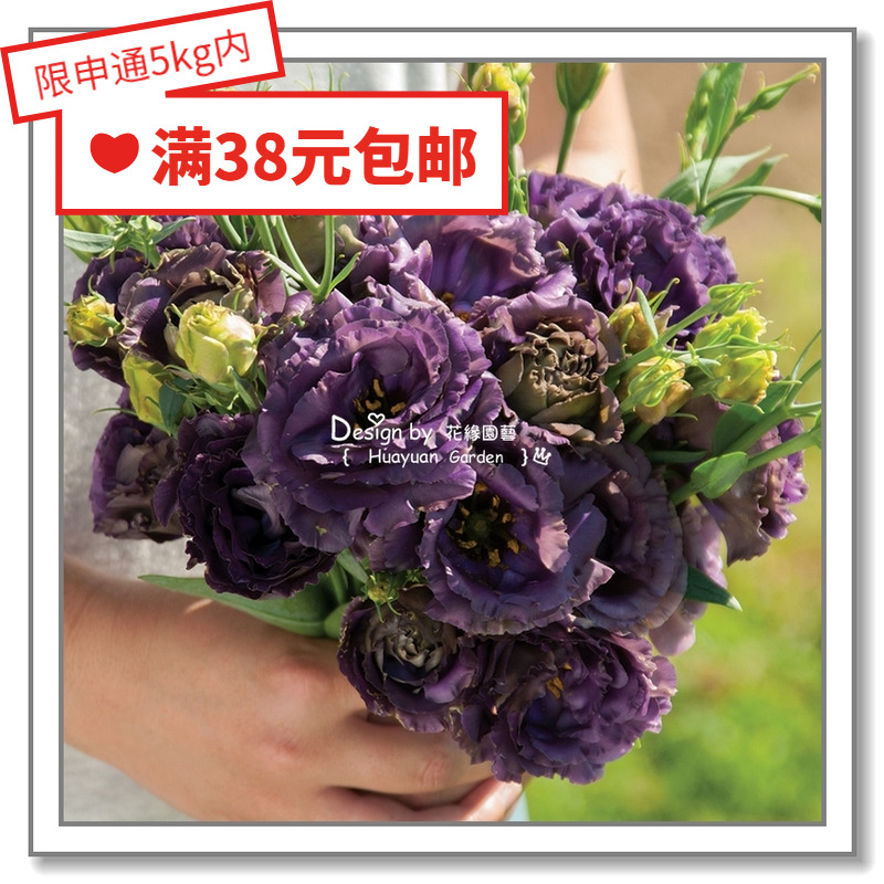 日本洋桔梗惊艳系列5粒花缘咸菜