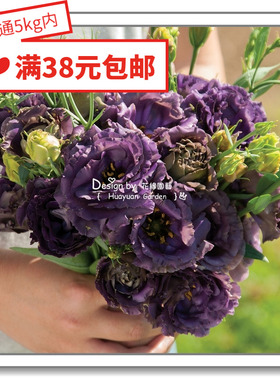 花缘咸菜 进口观赏花种子*日本SAKATA*洋桔梗*惊艳系列5粒丸化