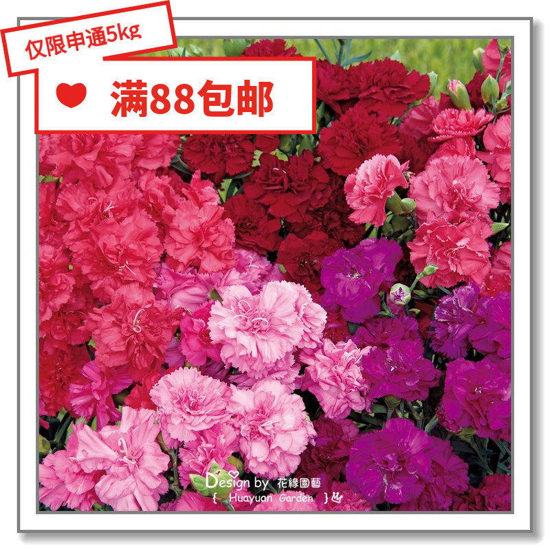 »¨ÔµÏÌ²Ë ½ø¿Ú»¨ÖÖ×Ó*ÈÕ±¾SAKATA*¿µÄËܰ*ºìºì»ðÑæ*¼¦Î²¾Æ»á5Á£
