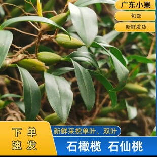现发石橄榄新鲜双叶小果石仙桃炖汤煲汤500g小号果上叶壁岩珠包邮