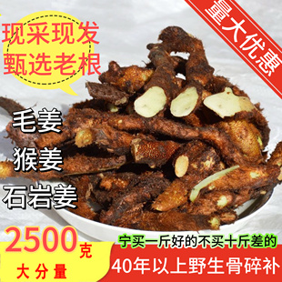 贵州深山新鲜骨碎补野生毛姜爬岩姜石岩姜接骨姜中药材石碎补现挖
