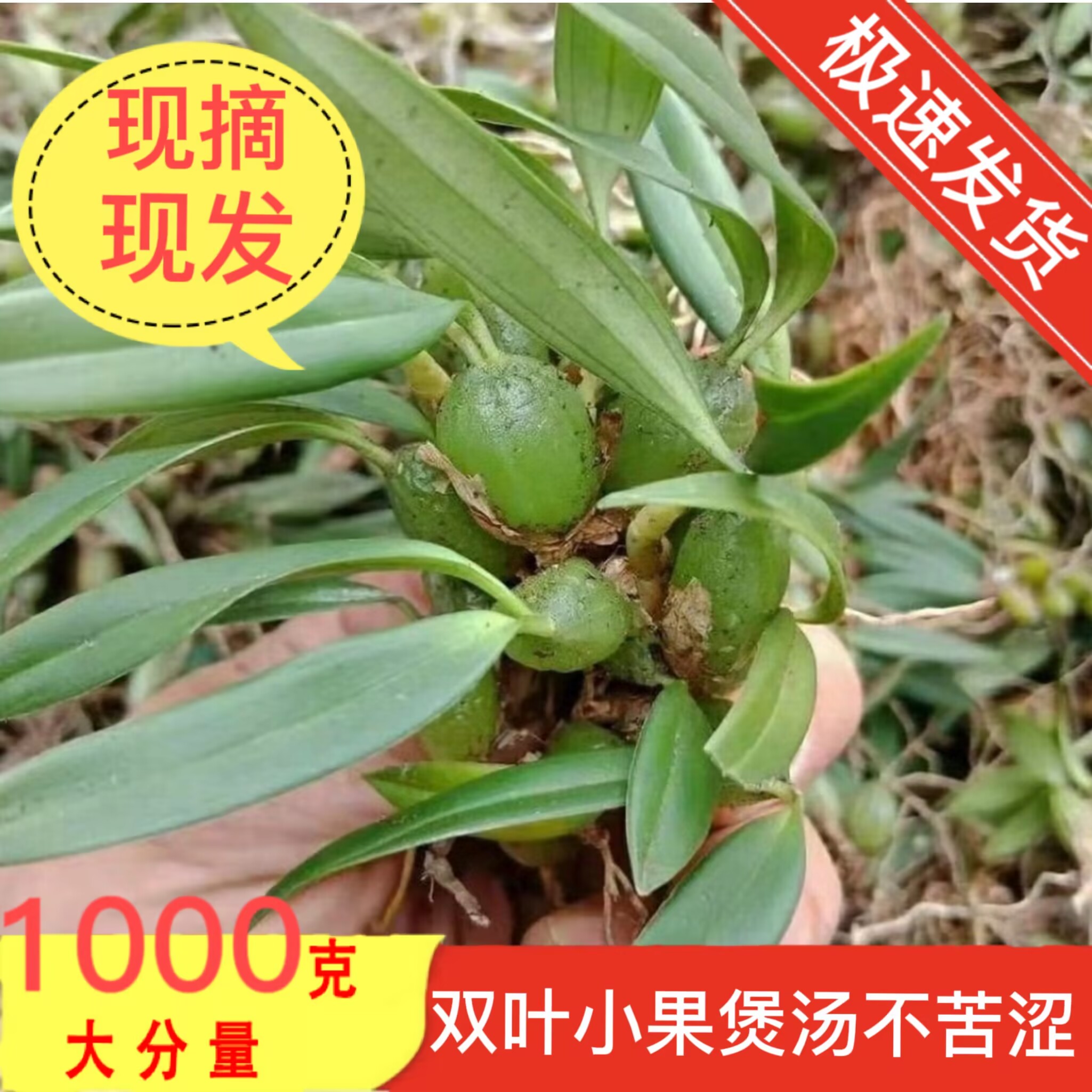 现采石橄榄新鲜双叶石仙桃中药炖煲汤补品单叶小果盆栽果上叶岩珠