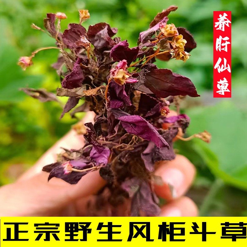 福建风柜斗草野生楮头红风谷草