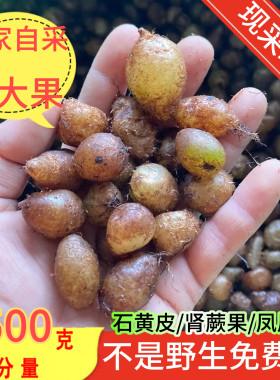 纯野生新鲜石黄皮凤凰蛋蛇蛋马骝卵肾蕨果化狗儿蜈蚣草500克包邮