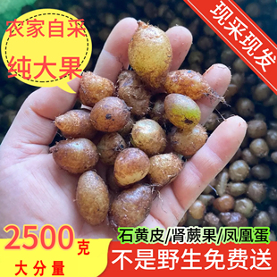 纯野生新鲜石黄皮凤凰蛋蛇蛋马骝卵肾蕨果化狗儿蜈蚣草500克包邮