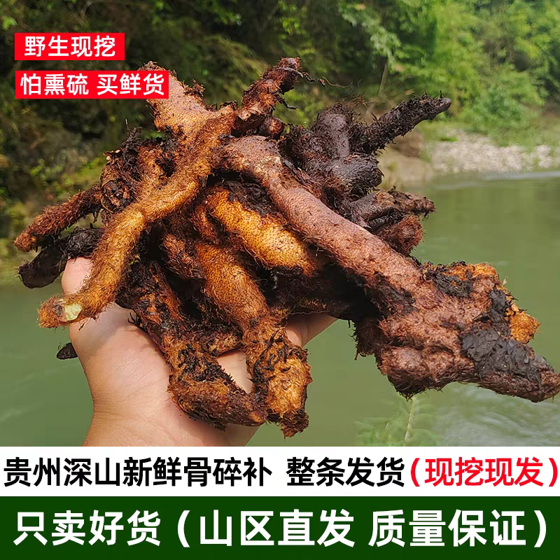 贵州深山新鲜老骨碎补毛姜爬岩姜石岩姜接骨包邮姜煲汤中药材泡酒