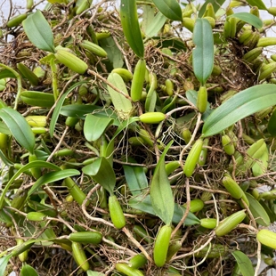 现发石橄榄新鲜单叶小果石仙桃炖汤煲汤500g小号果上叶壁岩珠包邮