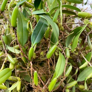 石橄榄草单叶小号新鲜石仙桃果福建煲汤炖汤野外生鲜现摘现发500g