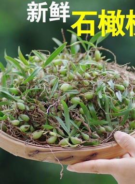 广东新鲜石橄榄双叶中小号果生石仙桃500g野果上叶石枣盆栽炖煲汤