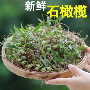 广东新鲜石橄榄双叶中小号果生石仙桃500g野果上叶石枣盆栽炖煲汤