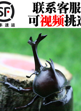 独角仙成虫活体幼虫宠物套餐顺丰