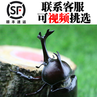 独角仙活体成虫幼虫套装宠物甲虫昆虫饲养箱爬虫锹甲果冻顺丰造景