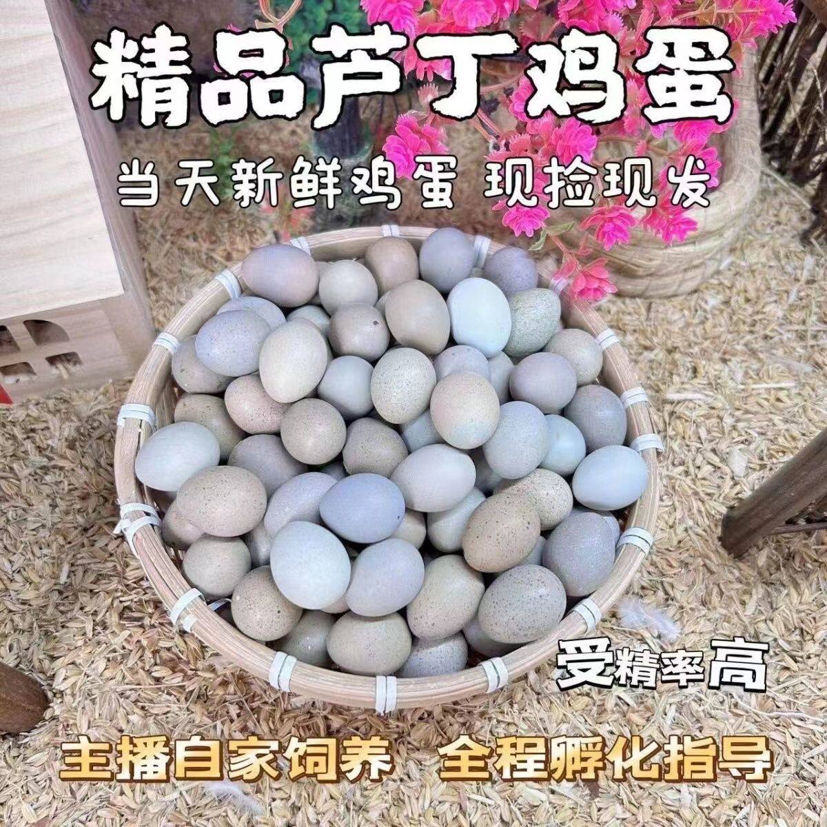 芦丁鸡受精可孵化蛋网红迷你宠物鸡纯白礼服德系精品卢丁鸡受精蛋