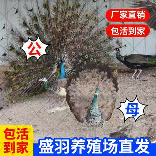 蓝孔雀苗活体公母观赏包活发货