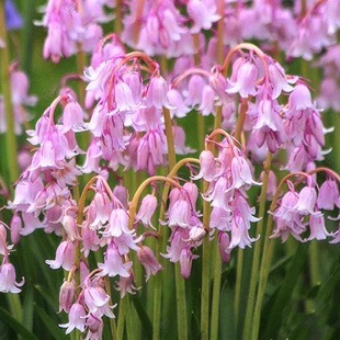 七里花乡盆栽粉蓝铃 庭院阳台多年生球根花卉