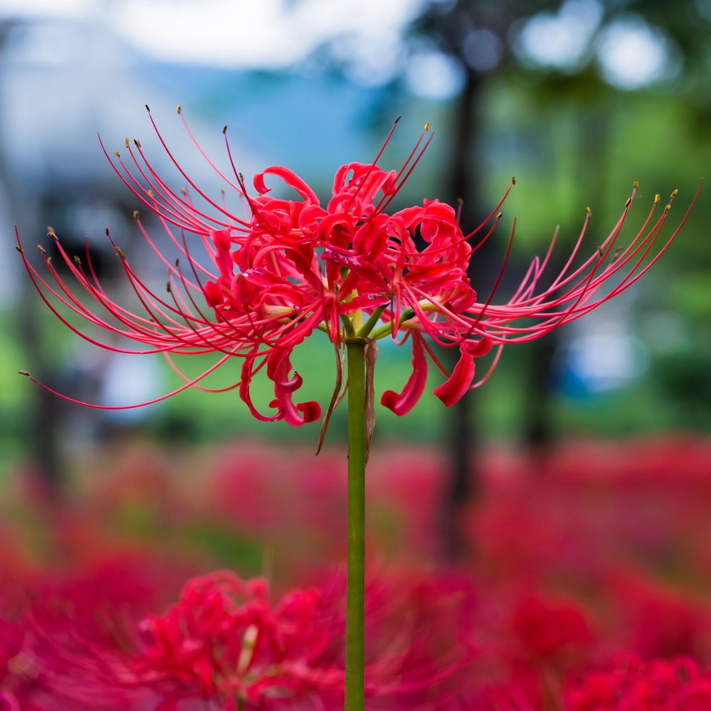 七里花乡红花石蒜/稻草石蒜/杂交石蒜多年生好养裸球发货明年开花