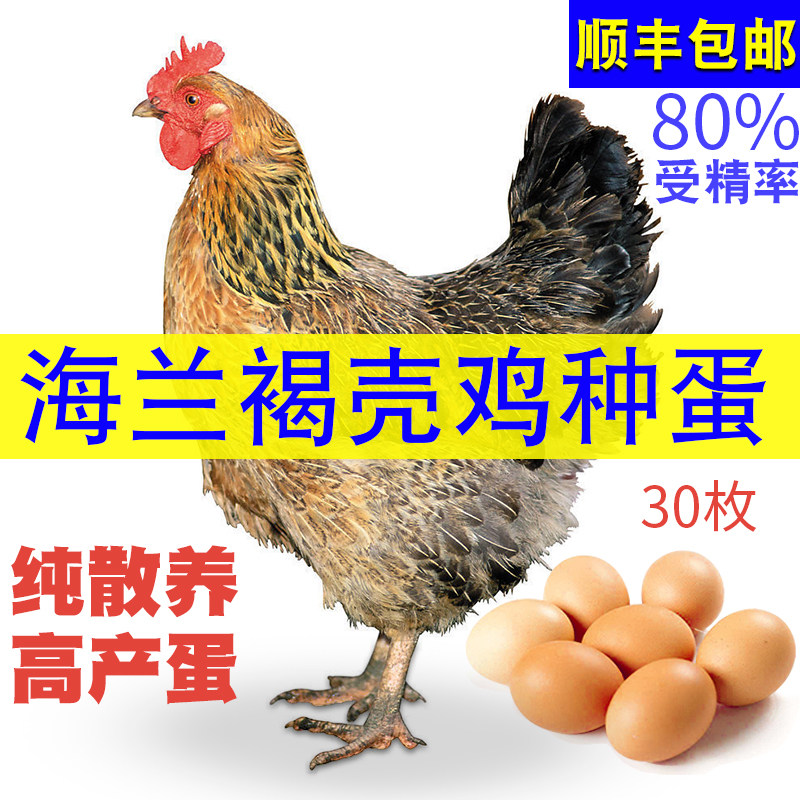 海兰褐伊莎褐蛋鸡种蛋30枚受精蛋可孵化小鸡美国红毛土鸡洛岛红皮