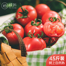 好吃新鲜西红柿番茄4.5斤 儿时味道一口爆汁 树上自然熟 璞匠食养