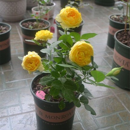 金丝雀中大苗大花微型月季花苗盆栽 四季灌木切花玫瑰苗月月开花