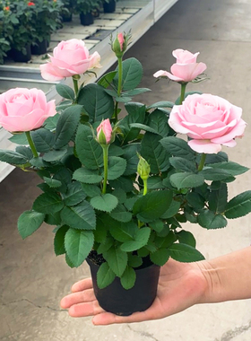 玫瑰花苗浓香特大花带花苞花卉绿植物室内外庭院阳台盆栽蔷薇月季