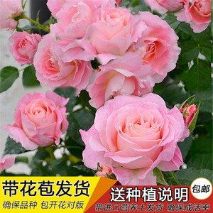 荷兰玫瑰阳台庭院花苗微型月季