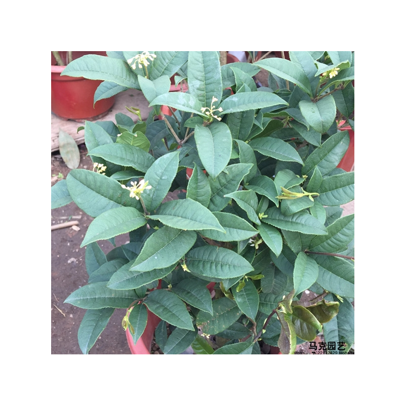 新品庭院桂花绿植四季