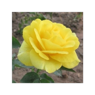 《金凤凰》月季花苗带花苞花卉观花绿植物室内外庭院阳台大花玫瑰