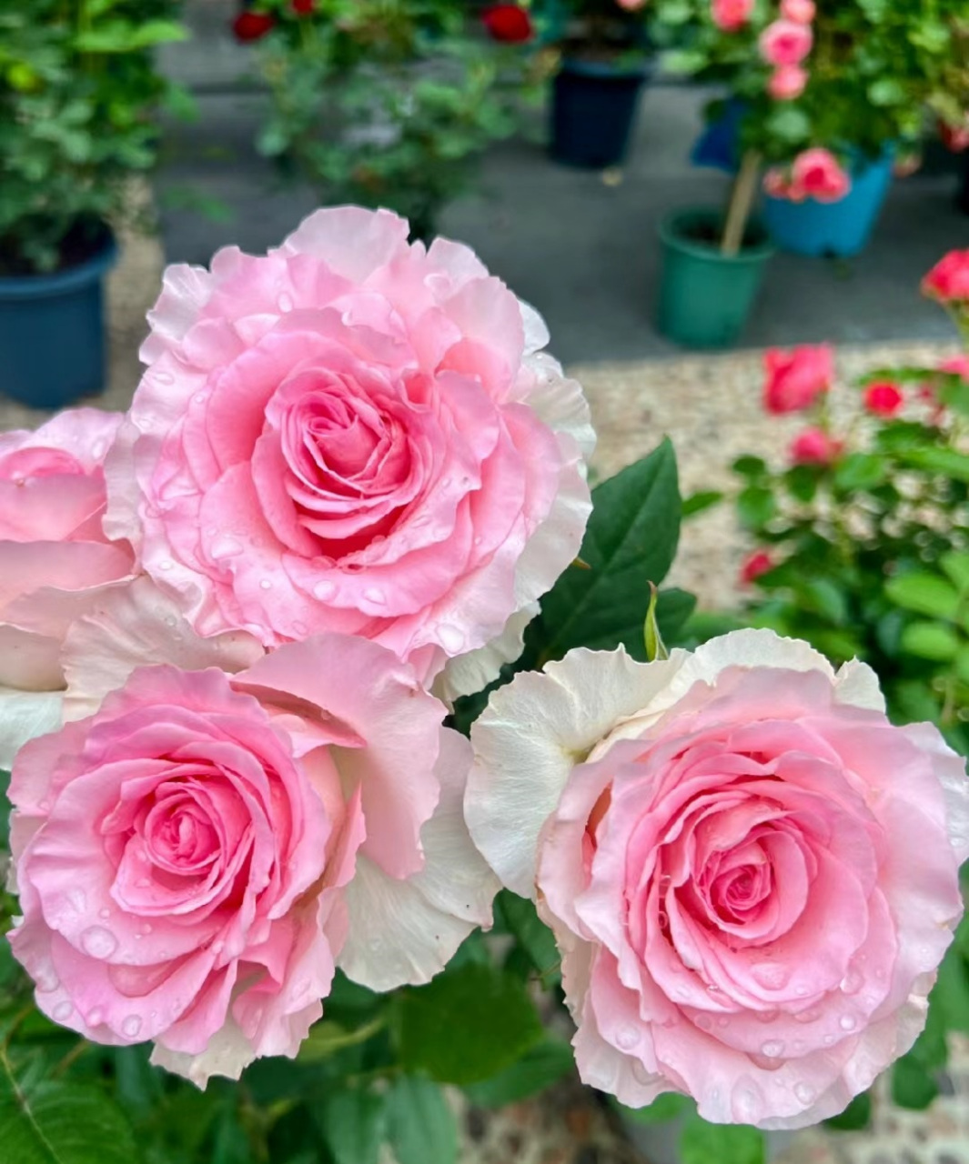 洛神玫瑰花苗花月季苞浓香带花四季开aks阳台花室内外庭切院盆栽