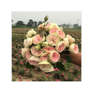 门廊绒球灌木月季花苗花卉庭院阳台盆栽多季开花抗病丰花