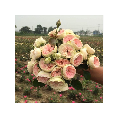 灌木庭院阳台盆栽月季花苗